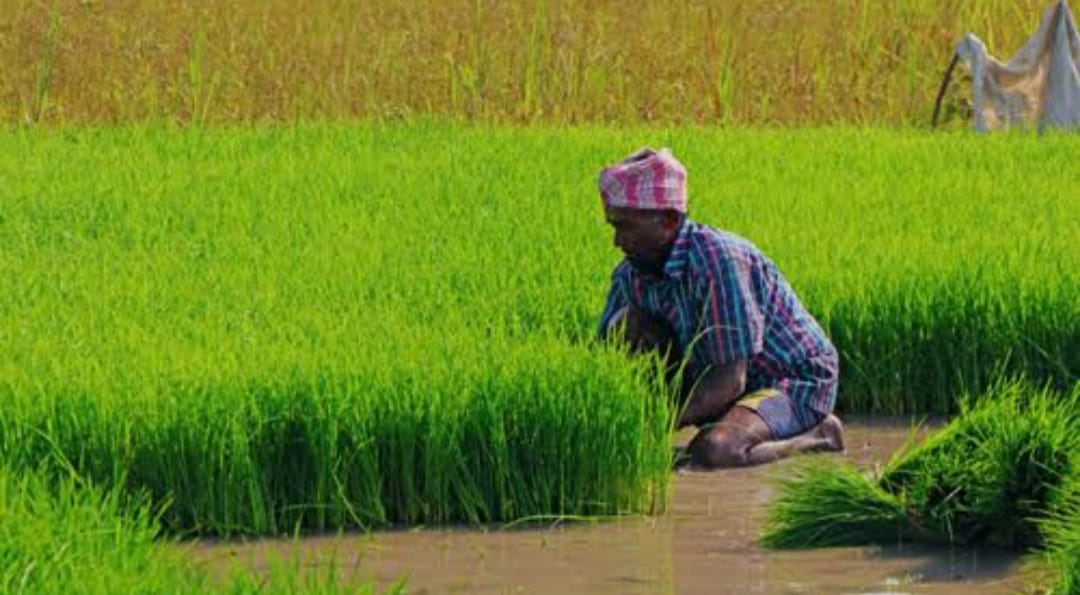 കൃഷി ഭവനിൽ ശീതകാല പച്ചക്കറി തൈകൾ 